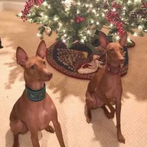 Meet your Posher, Cynthia